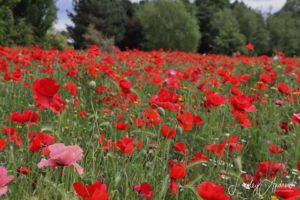 Poppies at Plock Court by LPA Photography
