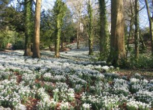 Snowdrops at Painswick Rococo Gardens. Image Source https://cotswoldfamilyholidays.com/snowdrops-in-the-cotswolds/