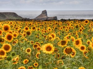 Sunflowers in Rhossili by Wales Online