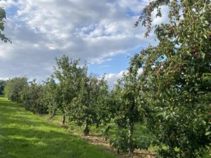 Exhibition orchard at Thatchers Cider Myrtle Farm