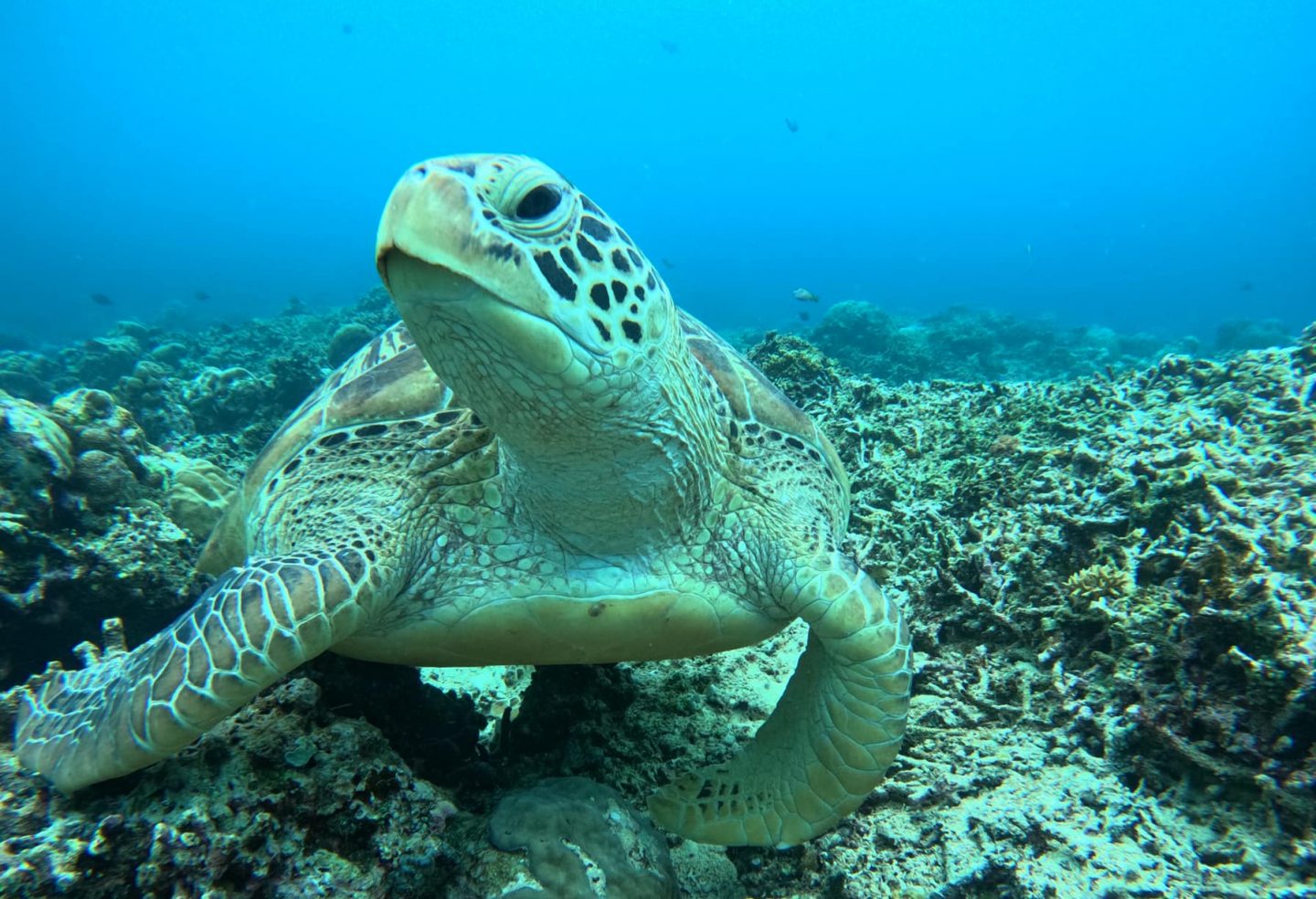 Snorkelling with turtles Gili Trawangan Indonesia