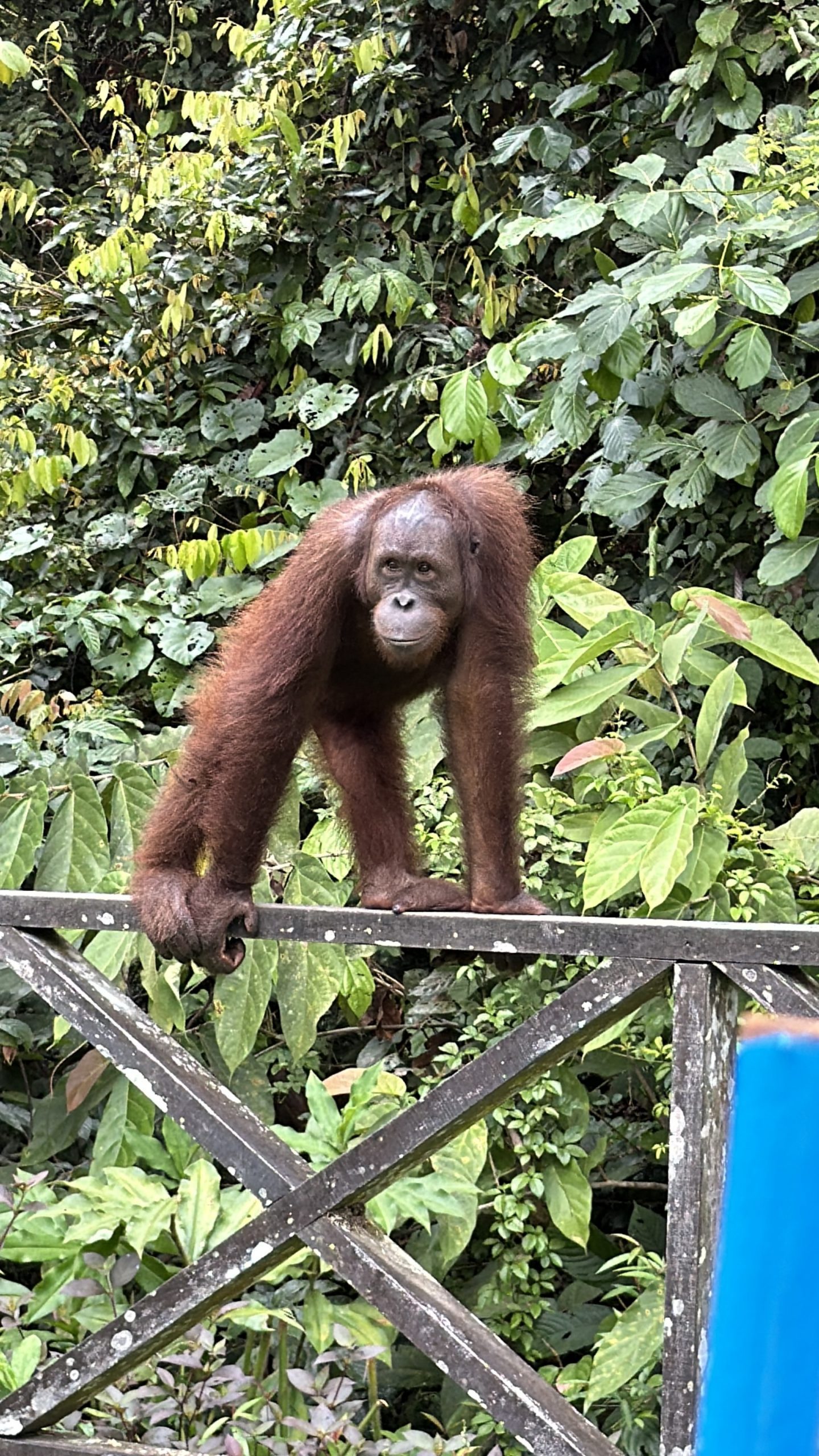 Orangutan at Sepilok Orangutan Sanctuary