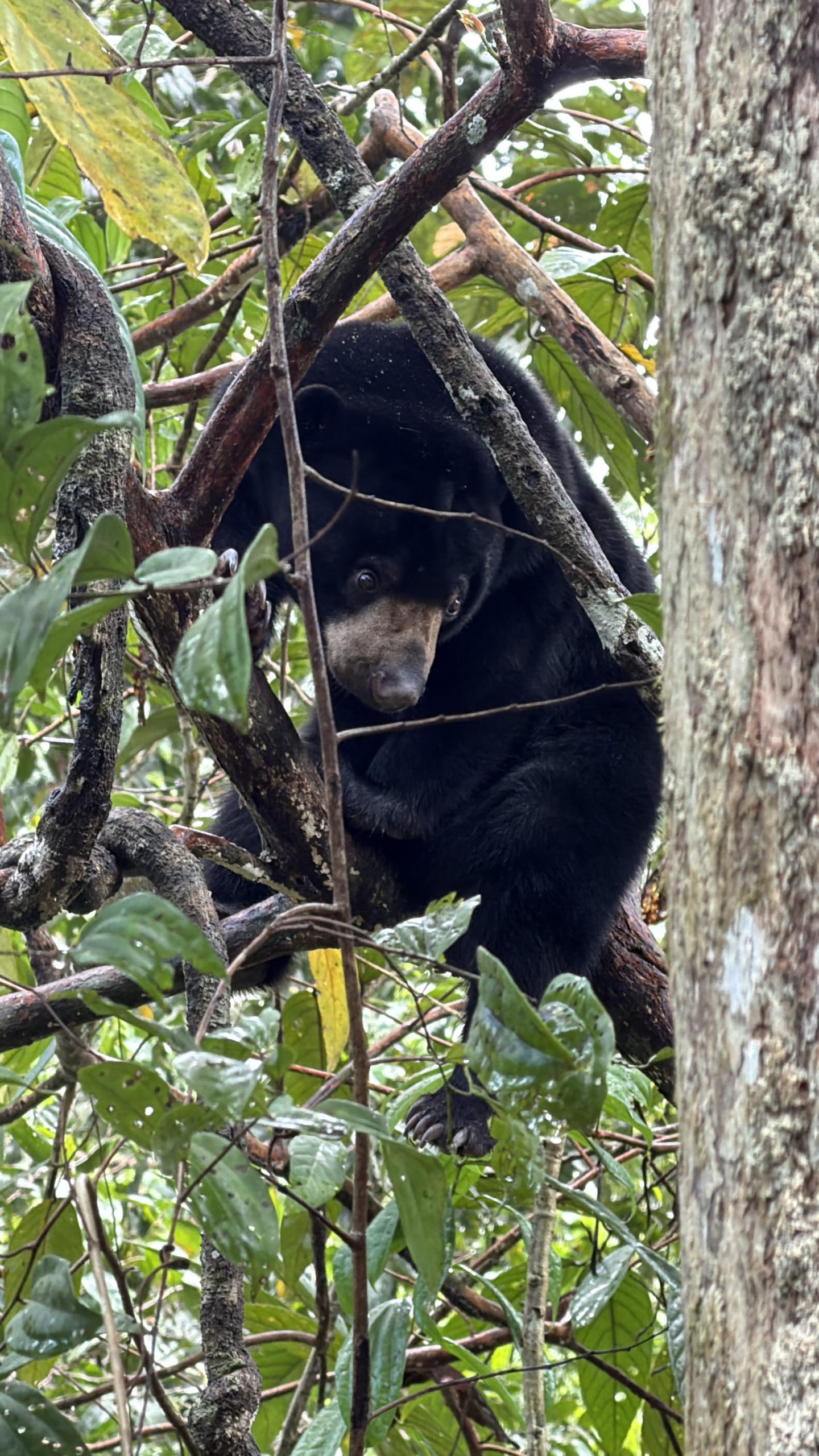 Bornean Sun Bear Conservation Centre