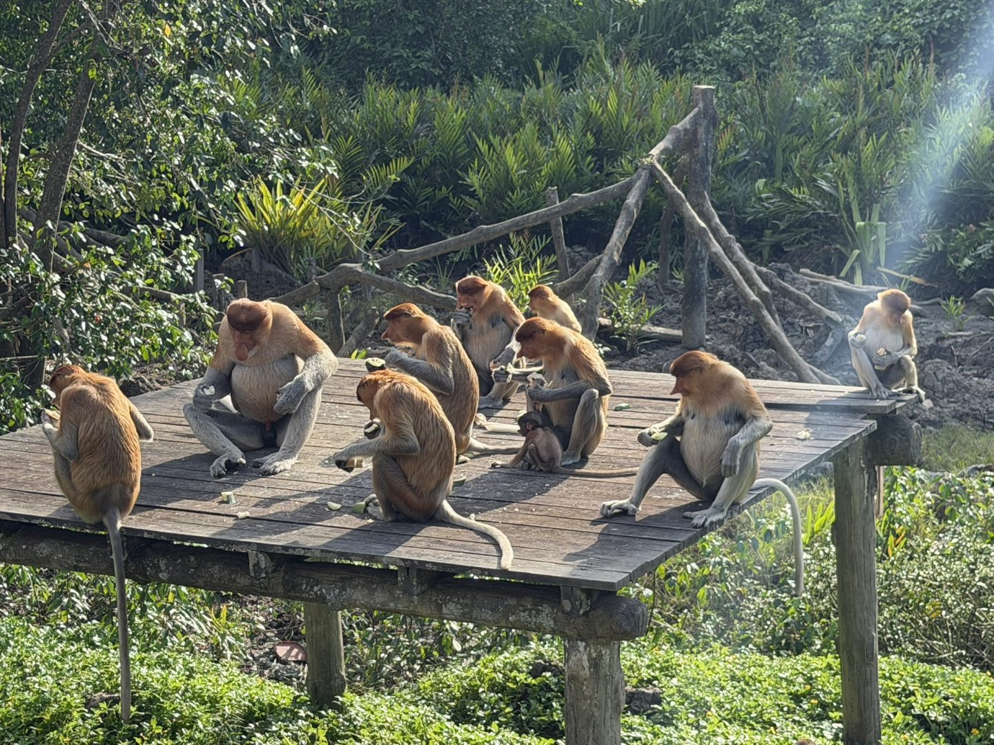 Labuk Bay Proboscis Monkey Sanctuary