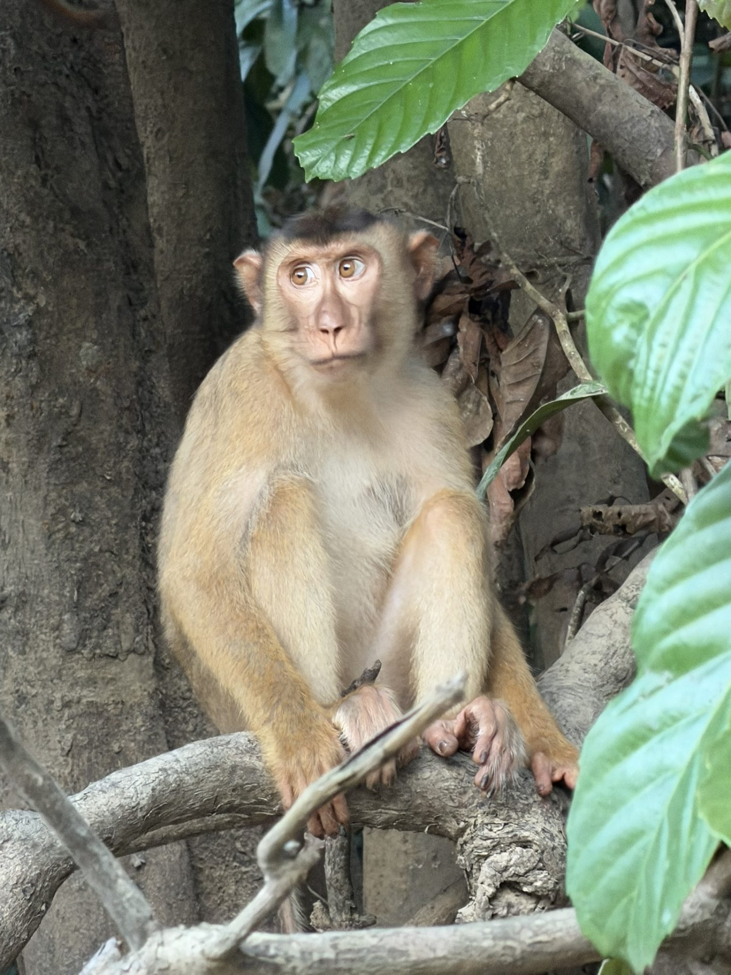 Macaque monkey spotted during a Kinabatangan River wildlife cruise