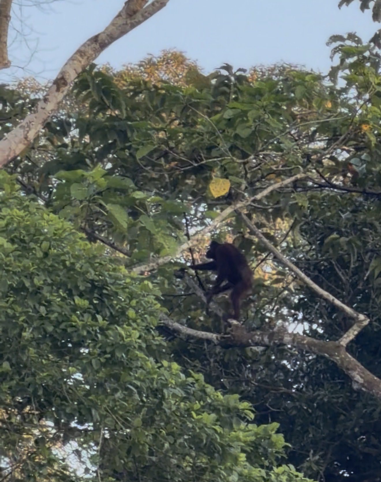 Orangutan in the trees along the Kinabatangan River in Sabah Borneo