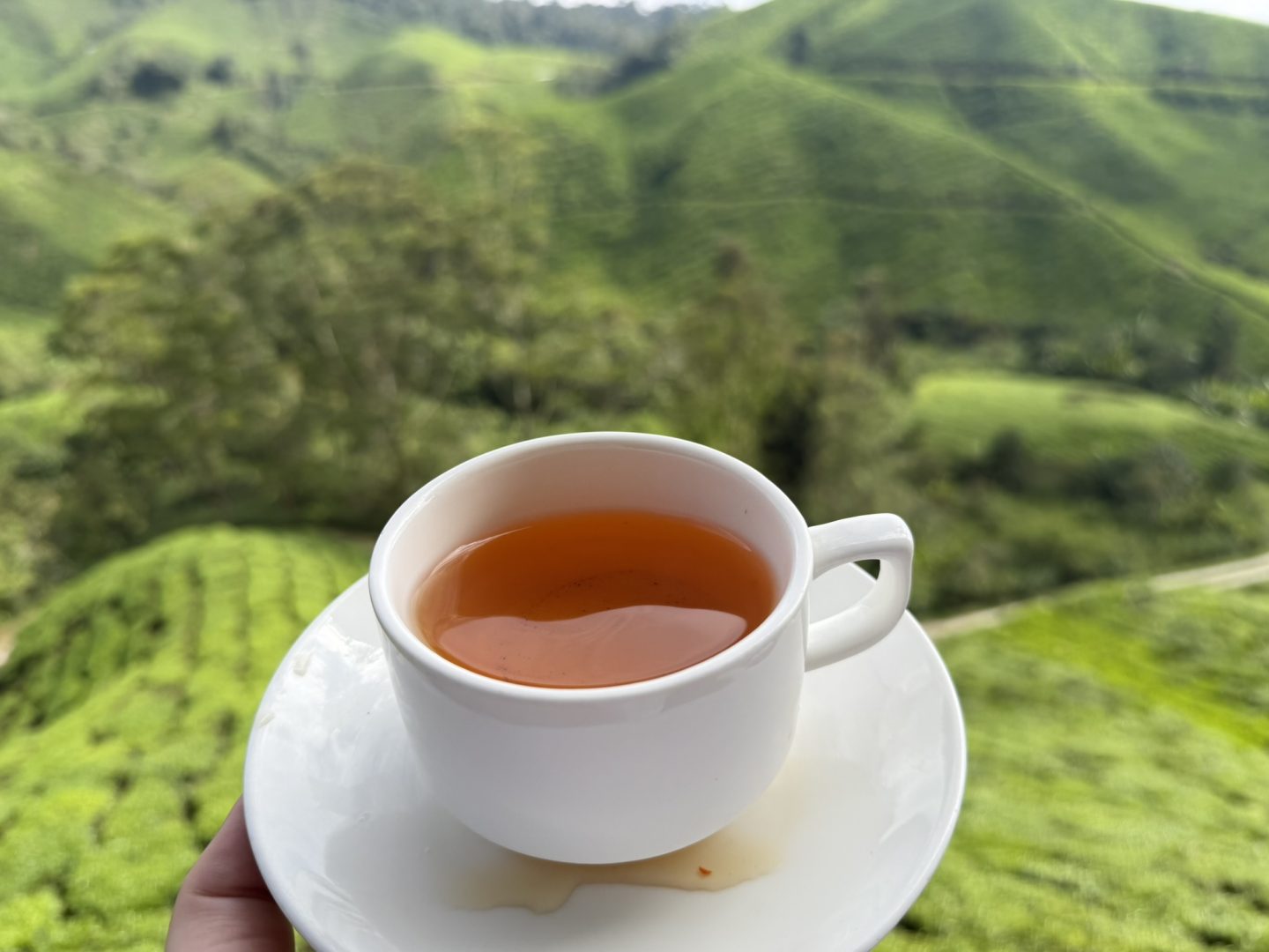 BOH tea plantation Cameron Highlands Malaysia