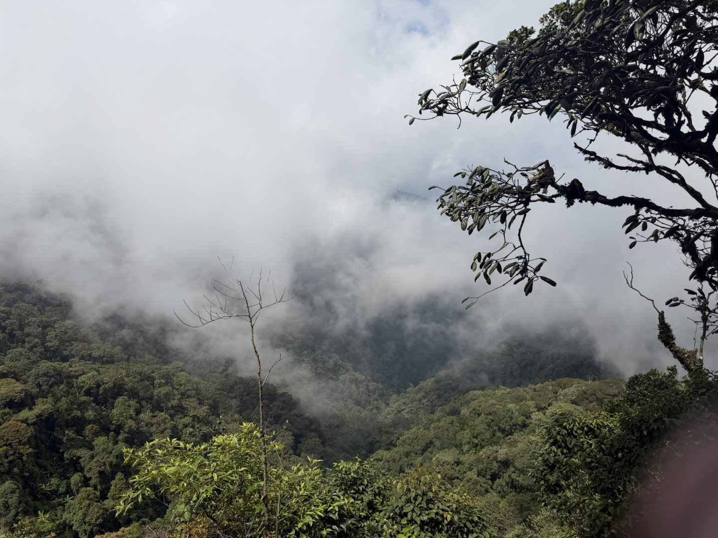 Mossy Forest Cameron Highlands Malaysia