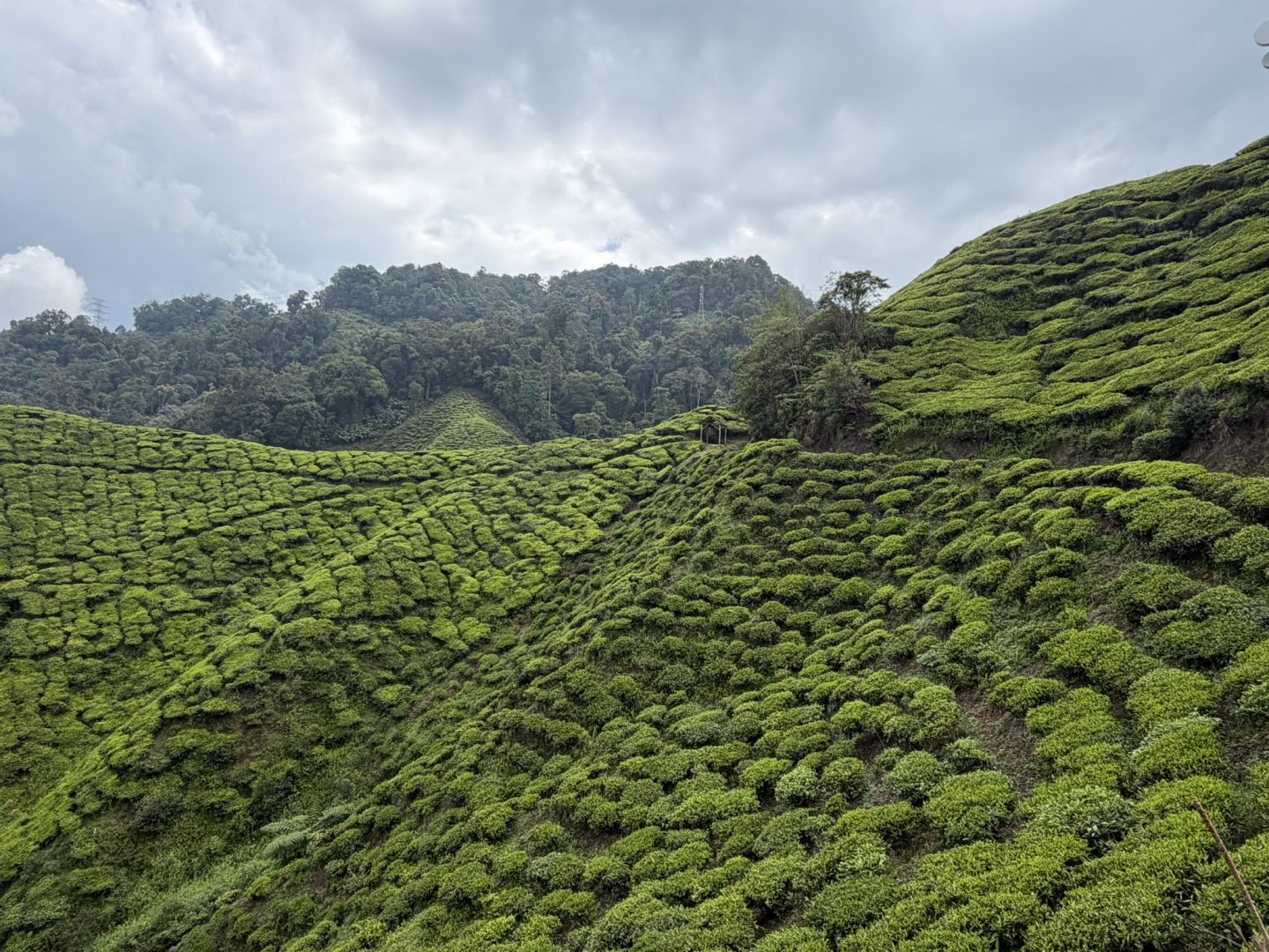 Tea plantations in Cameron Highlands Malaysia