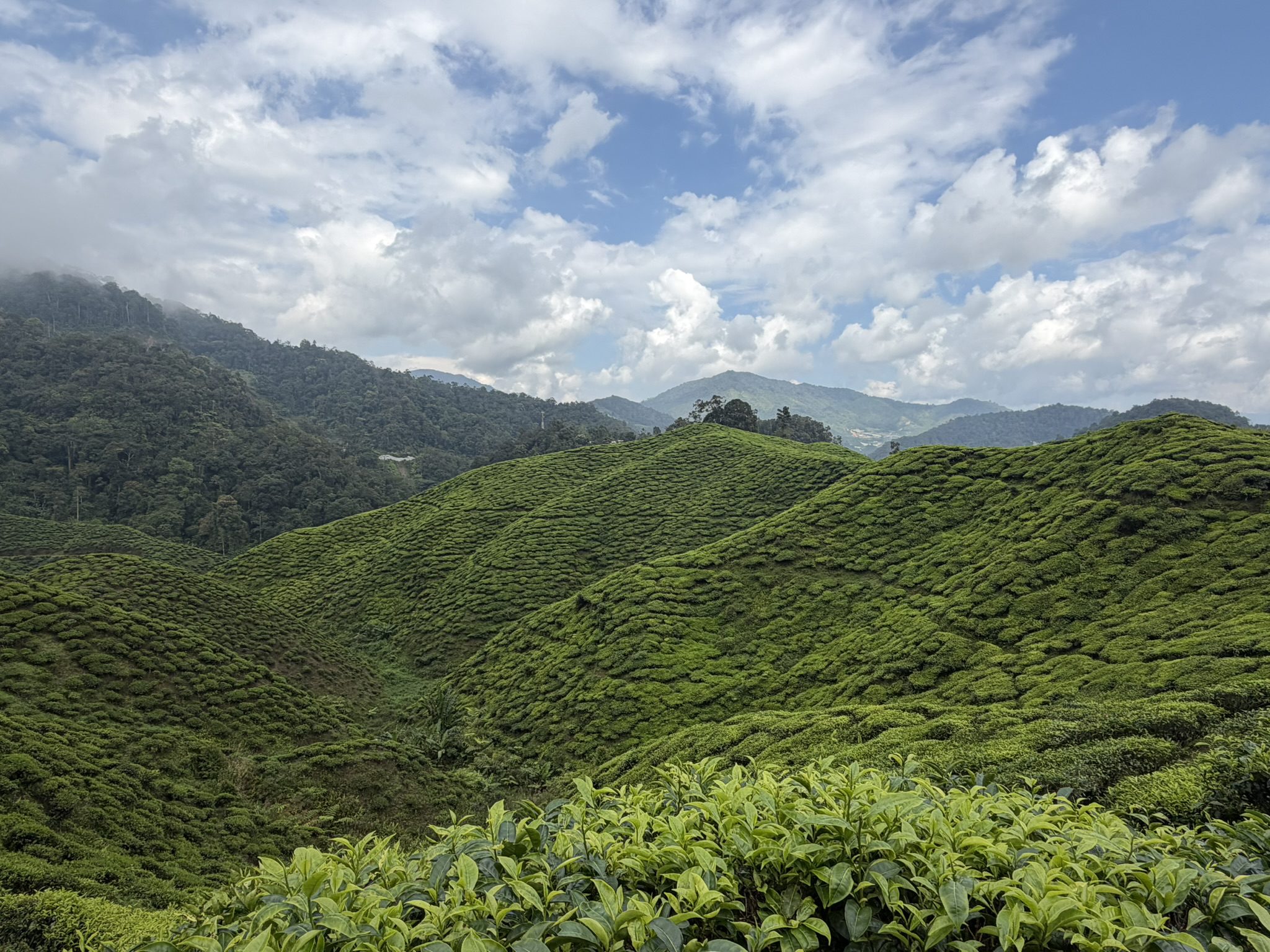 Cameron Highlands Malaysia tea plantation
