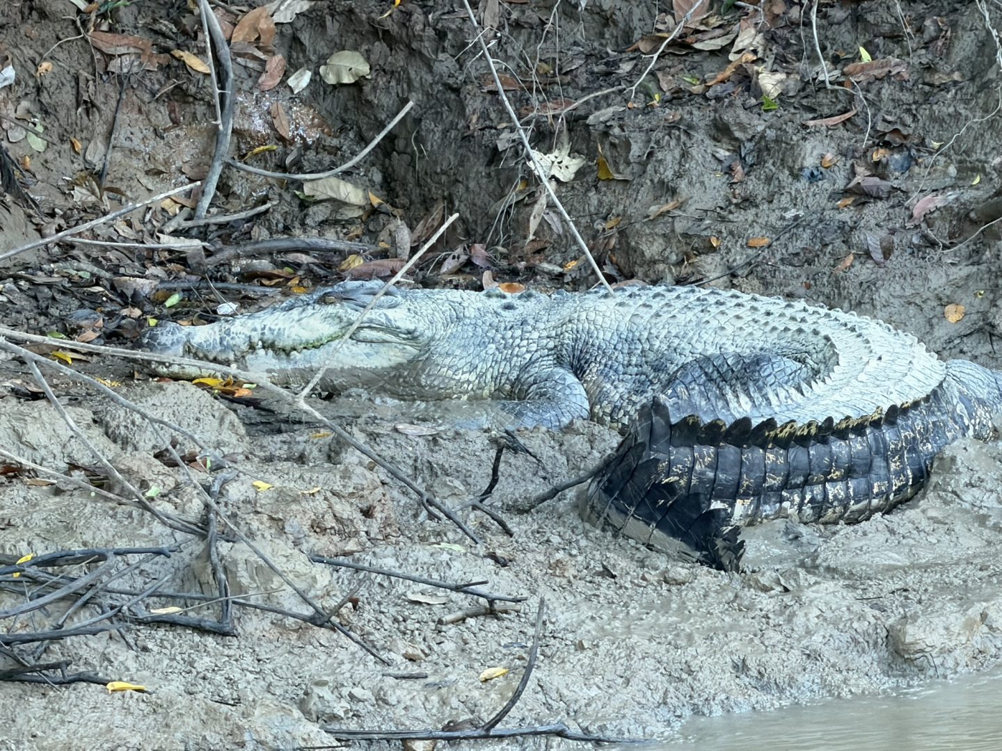 Crocodile resting on the riverbank along the Kinabatangan River
