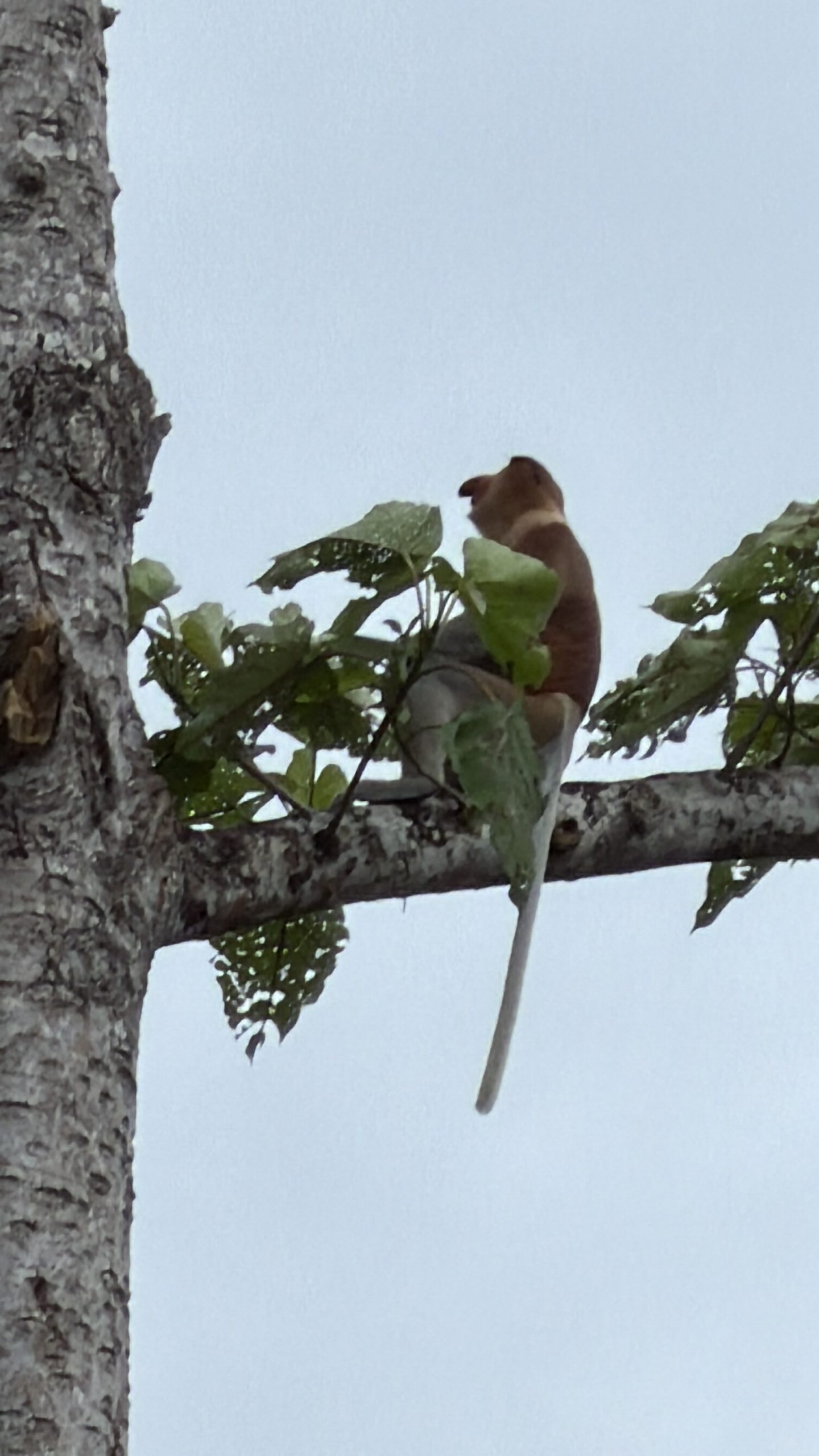 Macaque monkey spotted during a Kinabatangan River wildlife cruise
