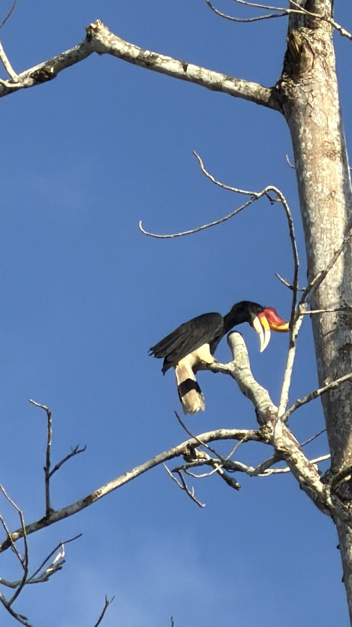 Rhinoceros hornbill perched in the rainforest along the Kinabatangan River