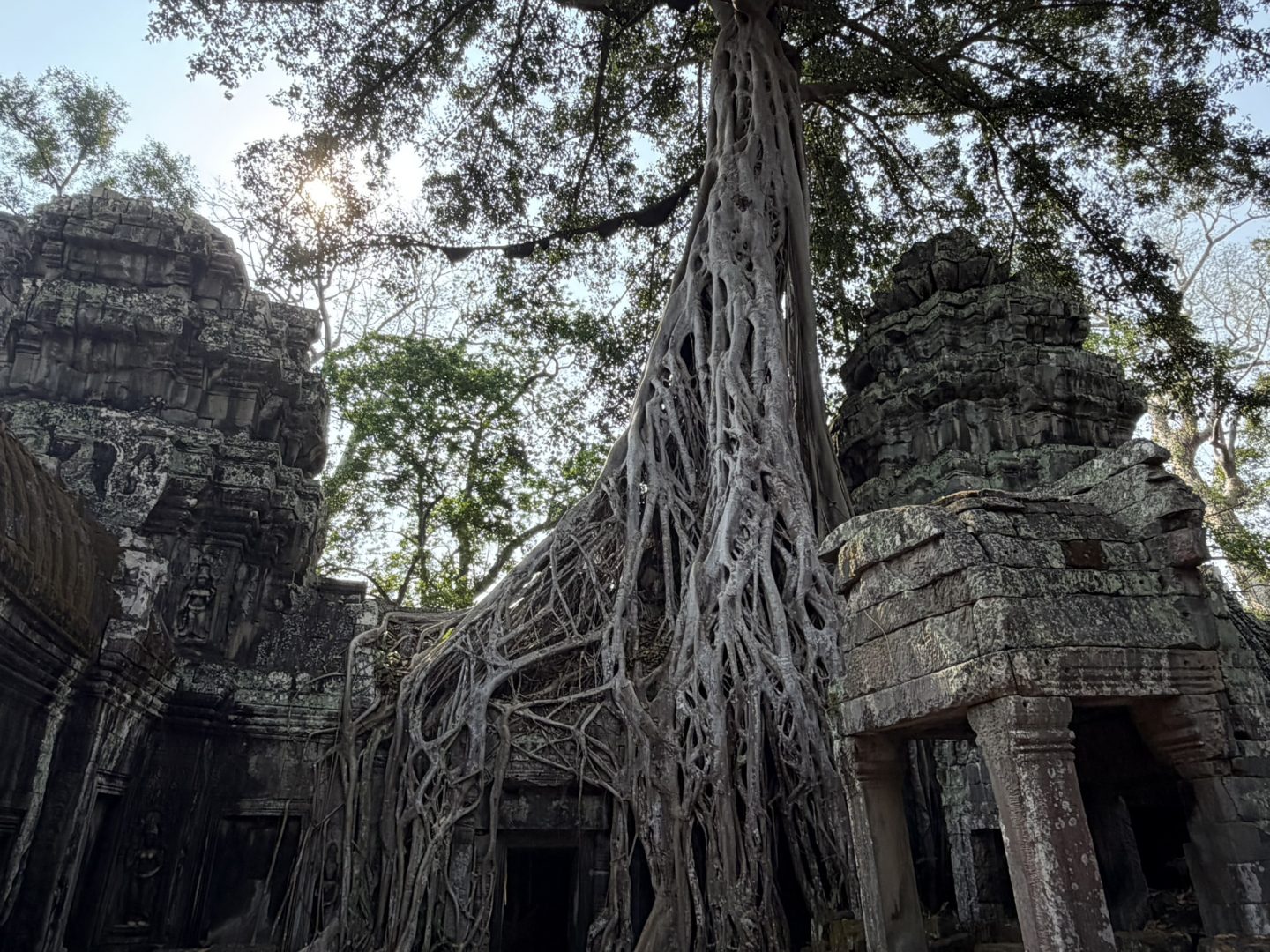 Tree roots growing over Ta Prohm temple in Angkor Archaeological Park