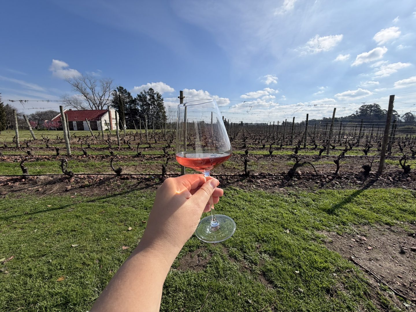 Bodega Bouza vineyard and winery near Montevideo, Uruguay