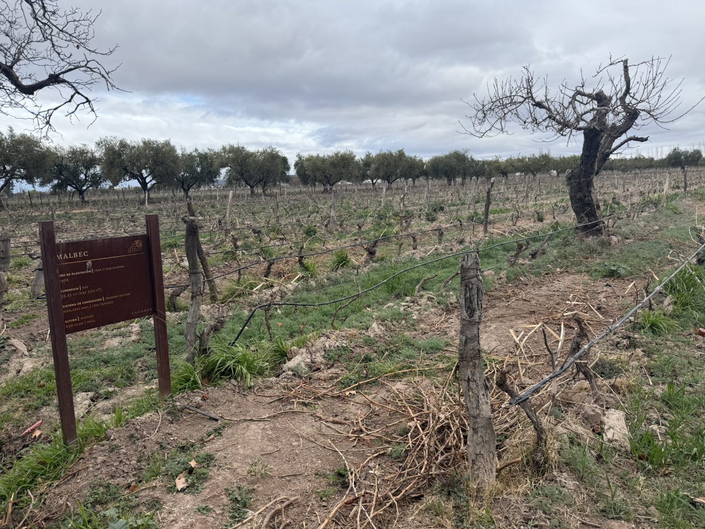 Bodega Lagarde vineyard in Mendoza Argentina