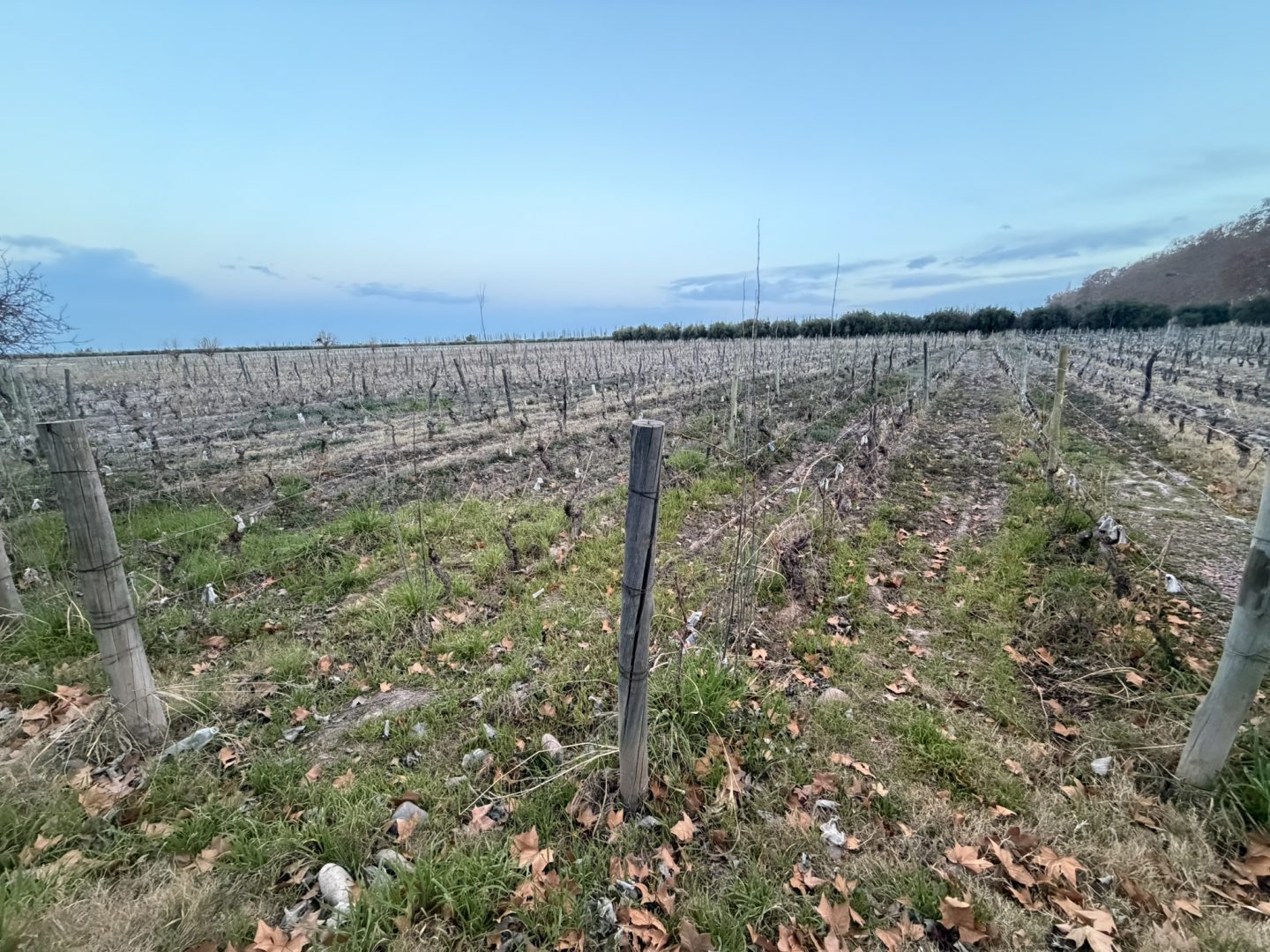 Vineyard rows in Mendoza wine countr