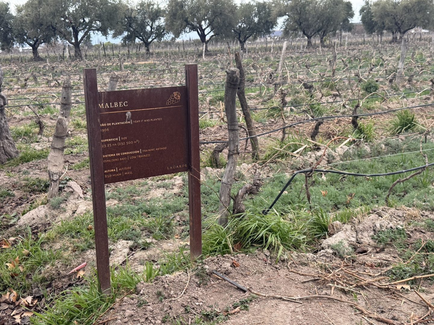 Historic Malbec vines planted in 1906 at Bodega Lagarde