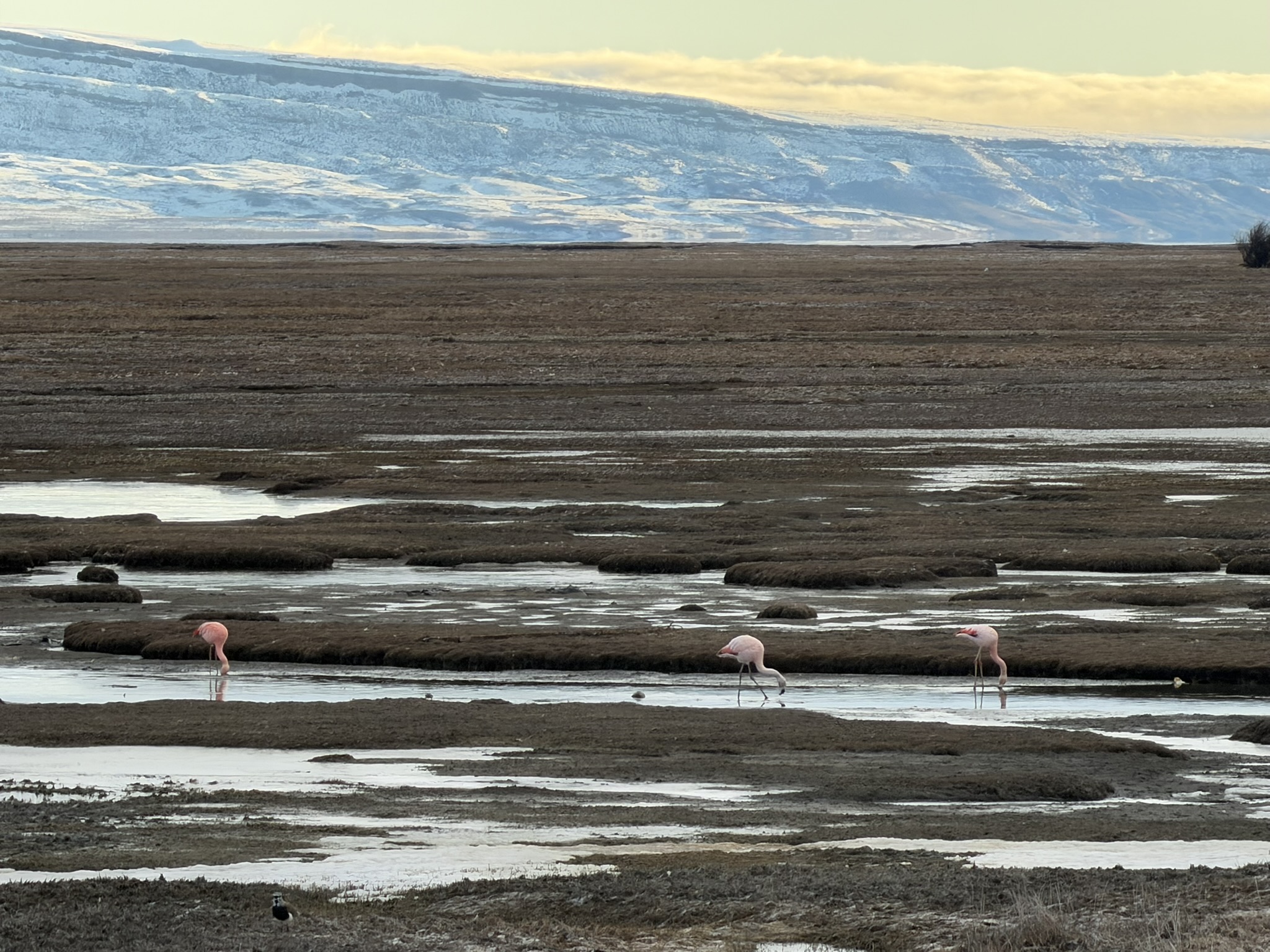 Flamingos in the wetlands at Laguna Nimez near El Calafate, Patagonia